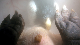 Illustration for article titled Outstanding images of animals inside the womb